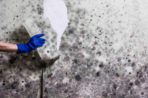 Best Localized Mold Remediation (e.g., coastal areas, humid climates) in Lewisburg, KY